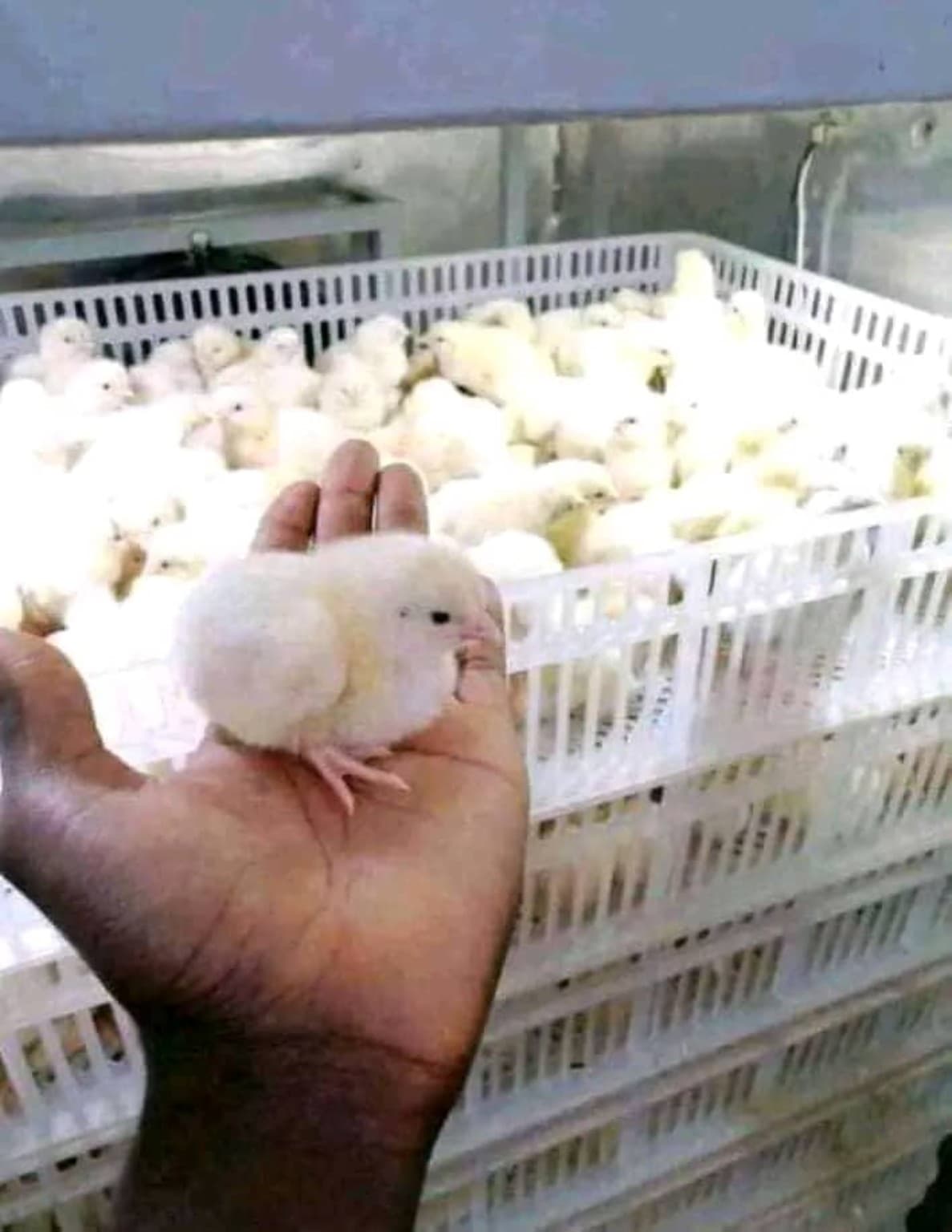 Poussins issus d'une incubation